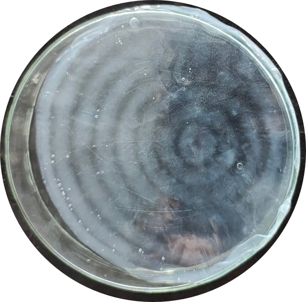 Patterned Cellulose