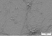 Nanocellulose Slurries View 4